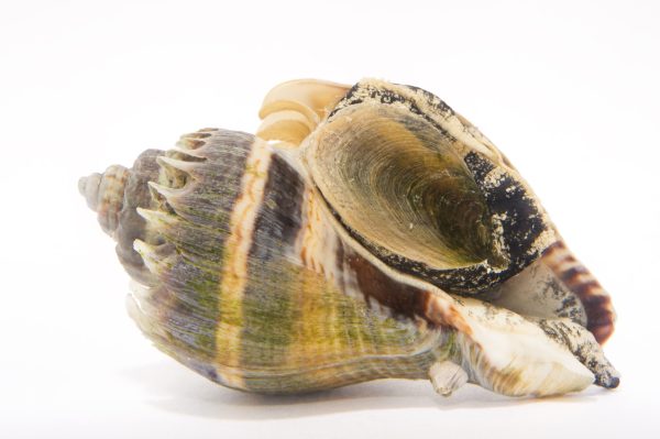 Crown-conch-Melongena-corona-2-scaled-1.jpg Crown Conch - Image 1