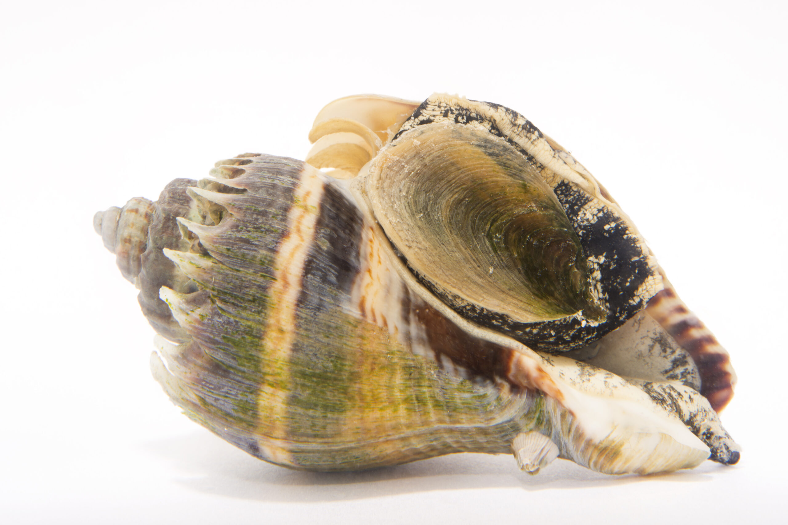 Crown-conch-Melongena-corona-2-scaled-1.jpg Crown Conch - Image 1