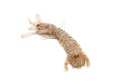 Squilla Mantis Shrimp for Sale