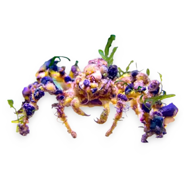 DecoratorCrab_1ff5db18-4146-4373-8d32-c63b2dd5d25c Decorator Crab - Image 1