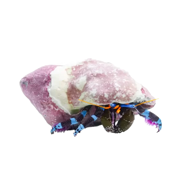 Electric Blue Hermit - Image 1