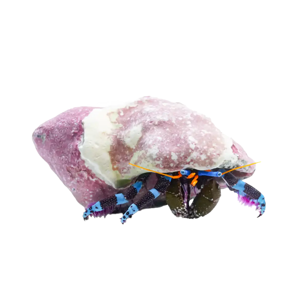 ElecBlueHermit Electric Blue Hermit - Image 1