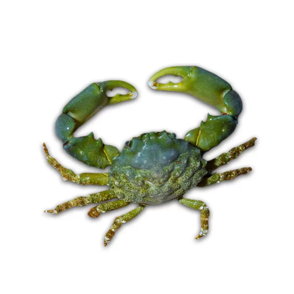 GreenEmeraldCrab_1024x1024 Emerald Crab - Image 1