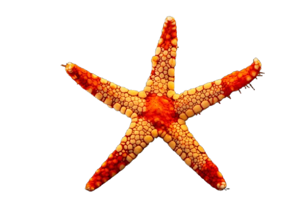 INV008-00012-1920x1279-removebg-preview Tile Starfish - Image 1