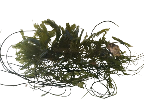 Macro Feather Macro Feather - Image 1