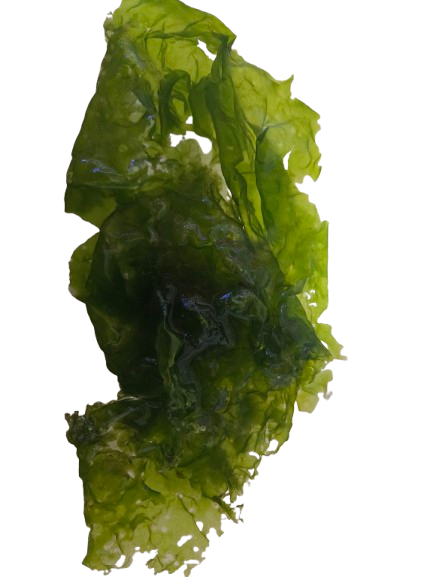 Macro Ulva Macro Ulva - Image 1