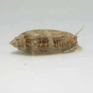 Olive Snail Fish for Sale