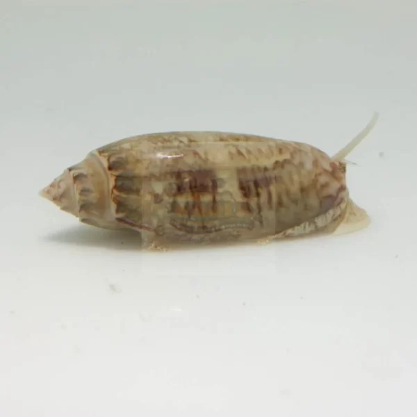 Olive-Snail-_Oliva-sp_-Bristleworm-Eating-Snail-Marine-World-Aquatics-109190499_1024x Olive Snail Fish for Sale