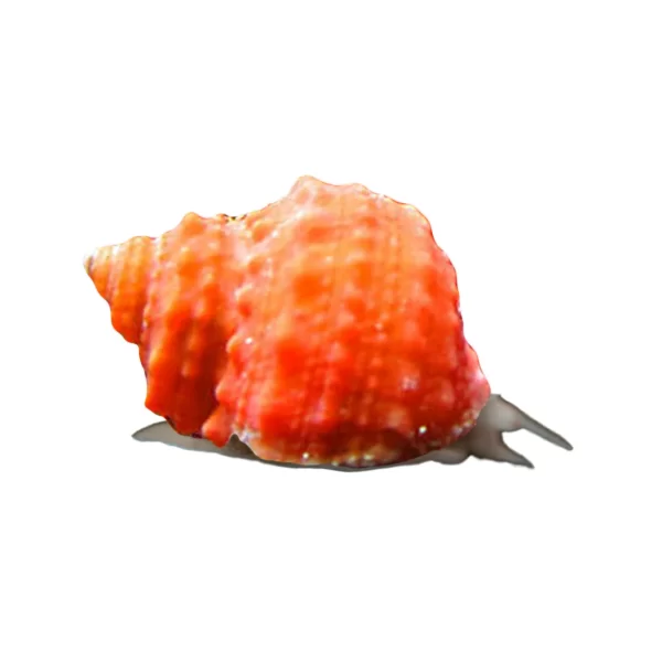 OrangeChestnutSnail Orange Chestnut Snail - Image 1
