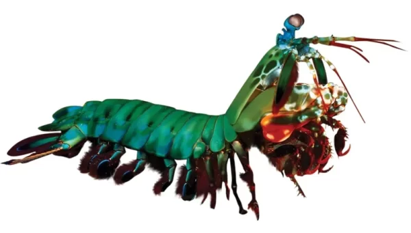 Peacock-Mantis-Shrimp.webp Peacock Mantis Shrimp - Image 1