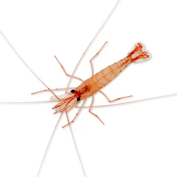Peppermint Shrimp Packages - Image 1