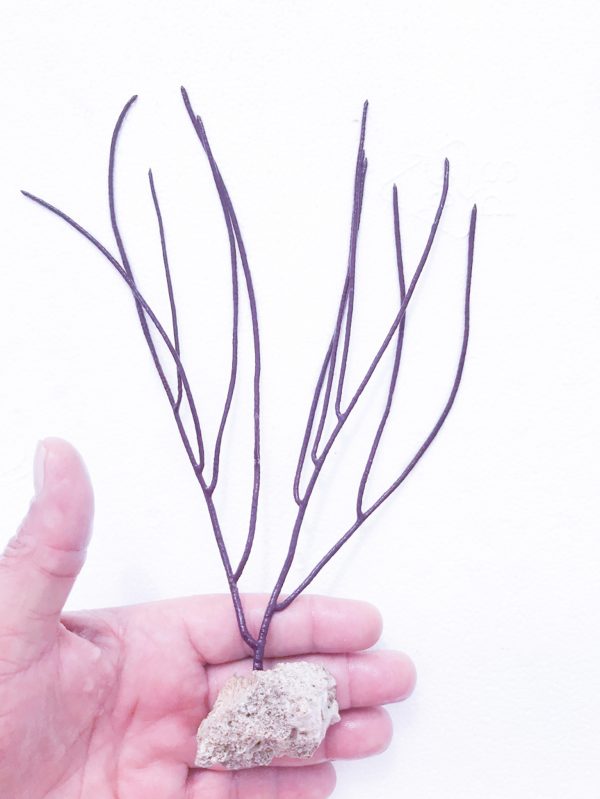 Purple_Sea_Whip_Md_Size_in_hand_reference.__23358 Purple Sea Whip - Image 1