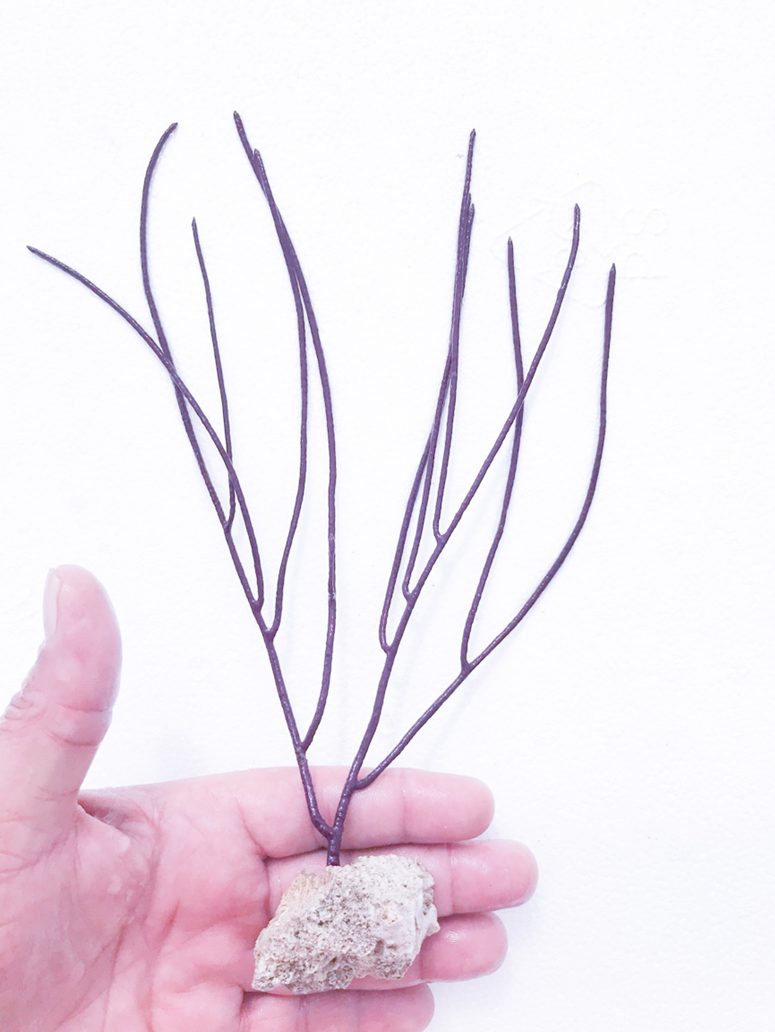 Purple Sea Whip - Image 1