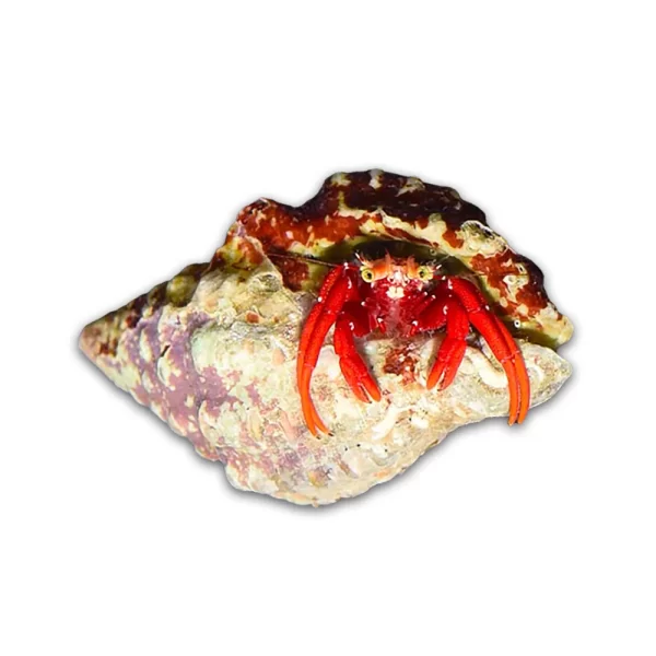 ScarletHermit_1024x1024 Scarlet Hermit - Image 1