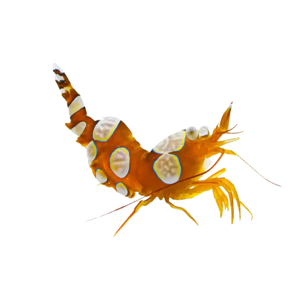 SexyShrimp.webp Sexy Shrimp - Image 1