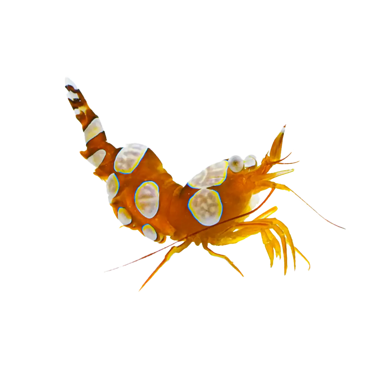 SexyShrimp.webp Sexy Shrimp - Image 1