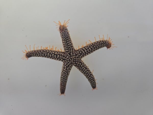 Starfish Common - Image 1