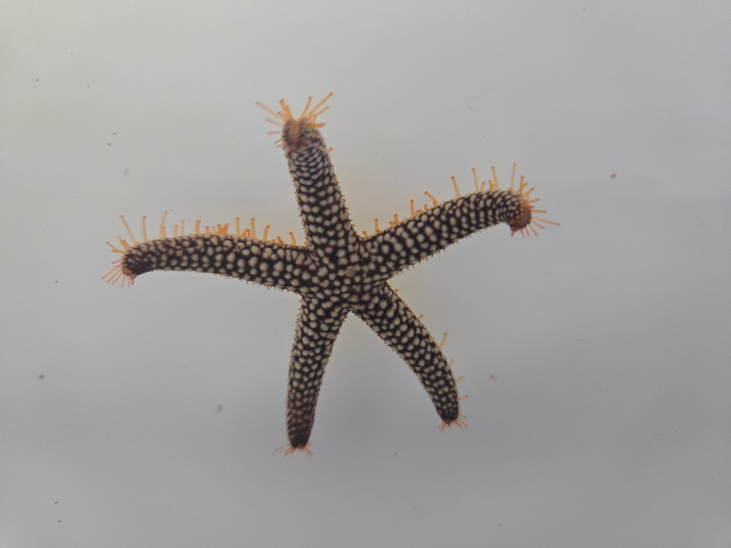 Starfish Common Starfish Common - Image 1