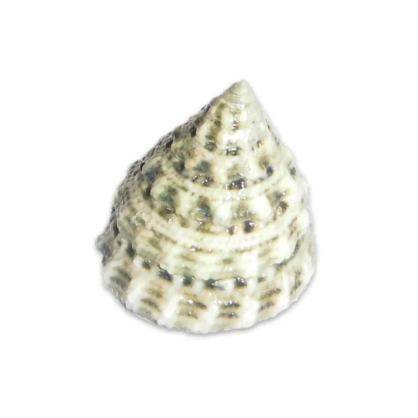 WhiteTrochusSnail_1024x1024 White Trochus Snail - Image 1