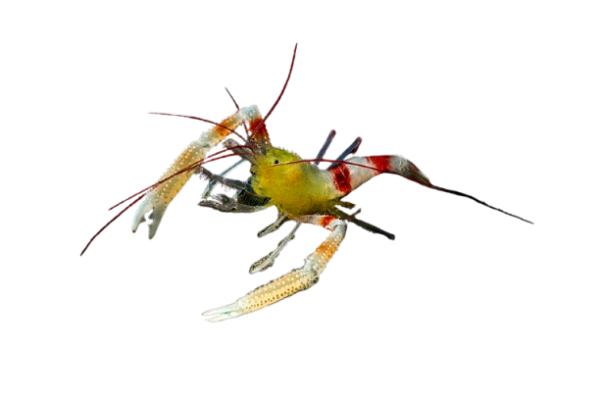 Zanzibar-Shrimp-removebg-preview.png Mated Pair of Coral Banded Shrimp - Image 1