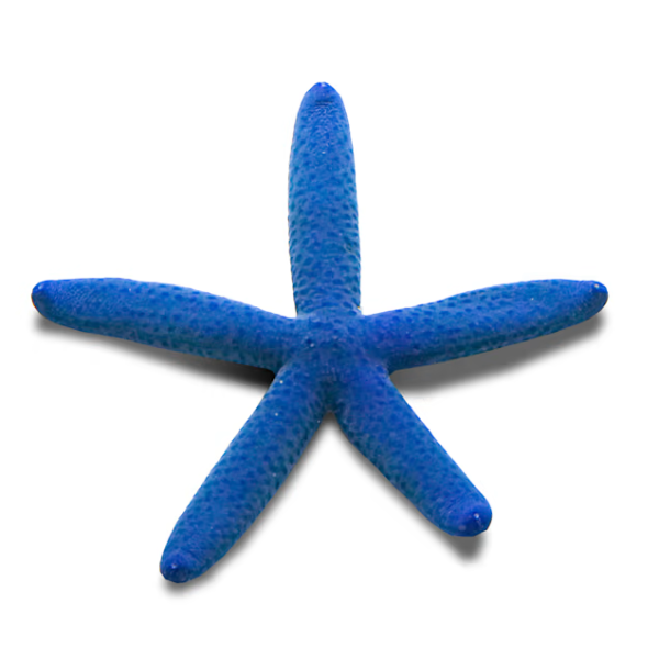 Blue Linckia Starfish - Image 1