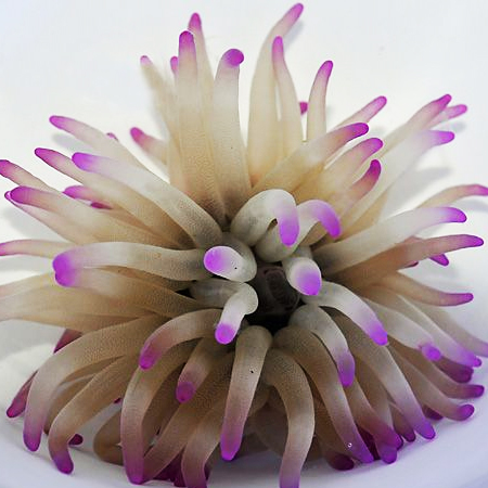 condylactis-gigantea-pink-tip-162118629 Condylactis Anemone - Image 1
