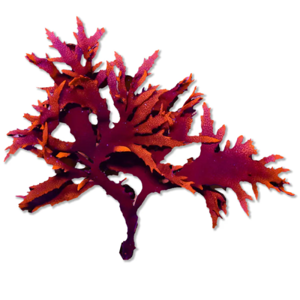 dfdgvfrty Dragons Breath - Image 1