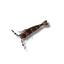 Fu Manchu Shrimp For Sale Online