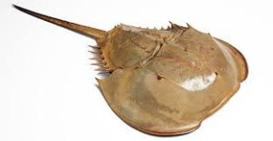 Horseshoe Crab For Sale