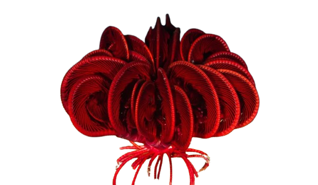 dvfbvghfb-removebg-preview Feather Starfish (Red/Black) - Image 1