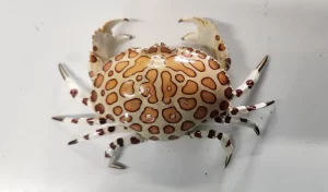 Calico Crab For Sale