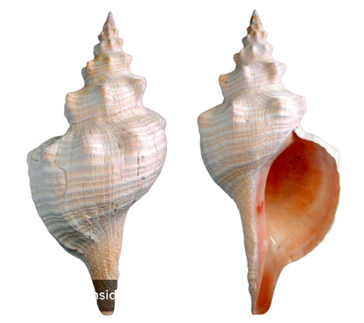 image_011a896c-f263-4d1e-9a0b-aed7df39ee32_1445x.webp Horse Conch - Image 1