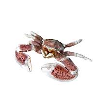 Porcelain Anemone Crab For Sale