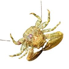 Porcelain Crab For Sale