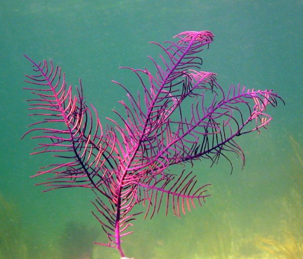 Plume Gorgonian - Image 1
