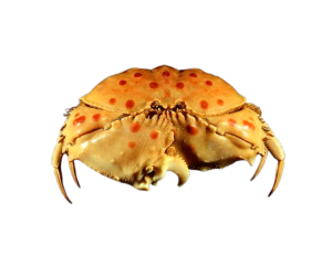 Shame Faced Crab For Sale