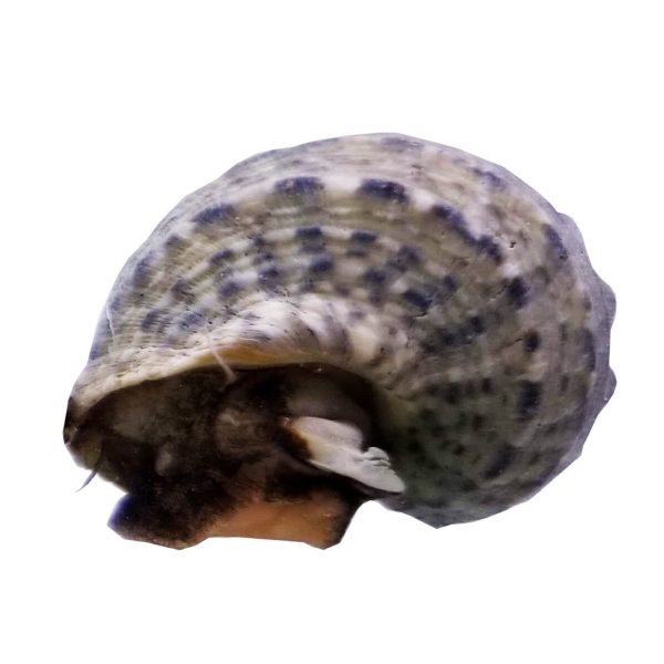 Tropical Turbo Snail - Image 1