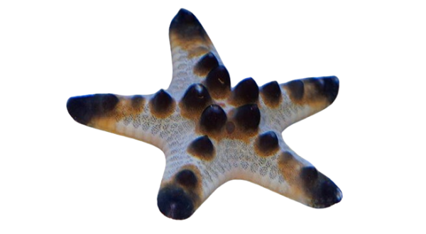 Chocolate Chip Starfish - Image 1