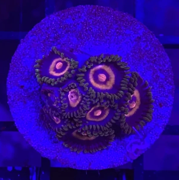 Zoanthid, Stargazer - Aquacultured - Image 1