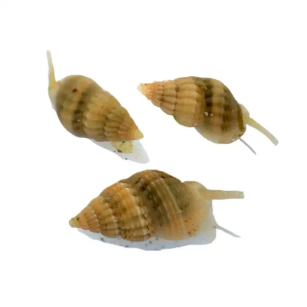 Nassarius Snail - Image 1