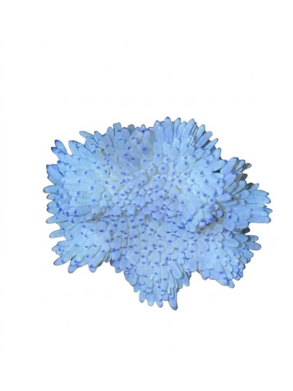 Sebae_Nem_WhiteBack Sebae Anemone - Image 1
