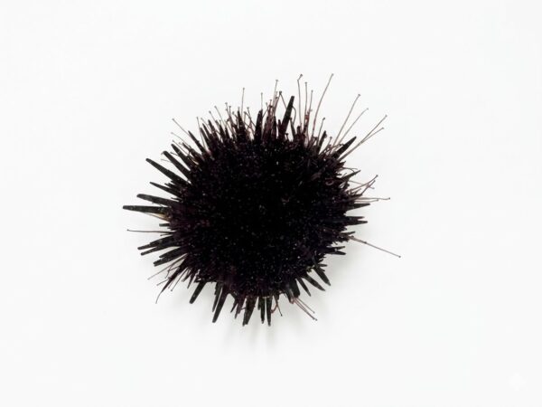 Short Spine Black Urchin - Image 1
