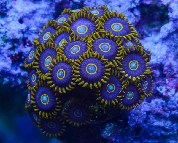 Zoanthid, Rainbow Hornets - Aquacultured - Image 1