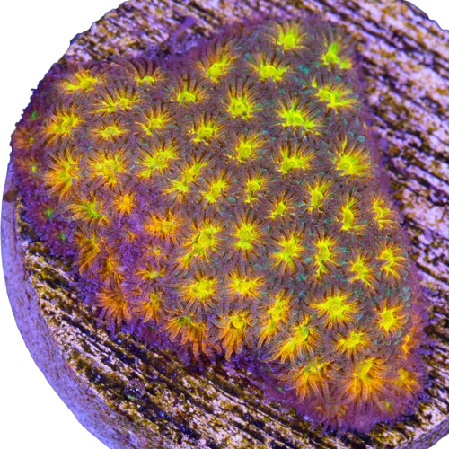 image-1 Leptoseris, Jonh Deere - Aquacultured - Image 1