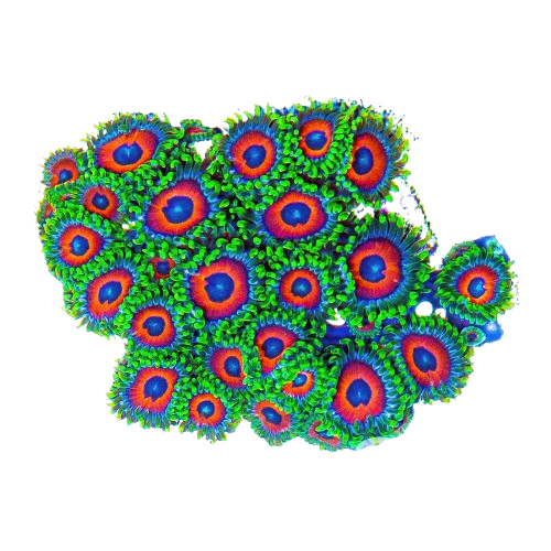 image-3 Zoanthid, Eagle Eye - Aquacultured - Image 1