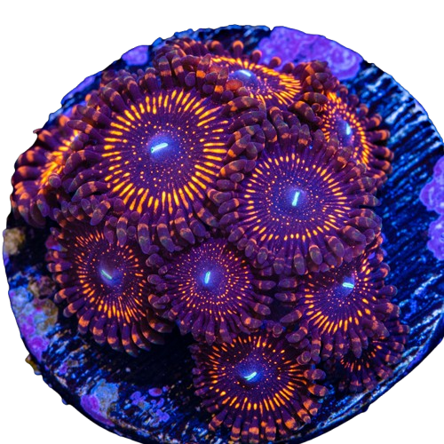 image-4 Zoanthid, Twizzlers - Aquacultured - Image 1
