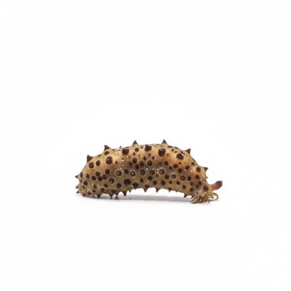 Chocolate Chip Cucumber - Image 1